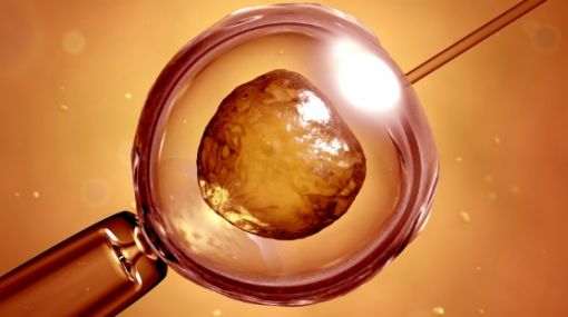 Sustituyen por primera vez el ADN mitocondrial en &oacute;vulos humanos