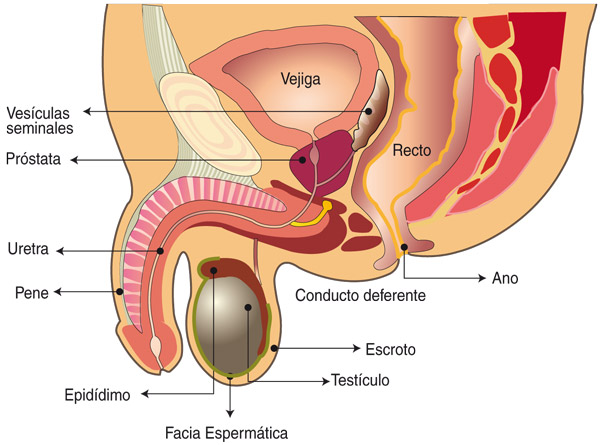 Descubra las causas del c&aacute;ncer de pr&oacute;stata y su cura con remedios naturales