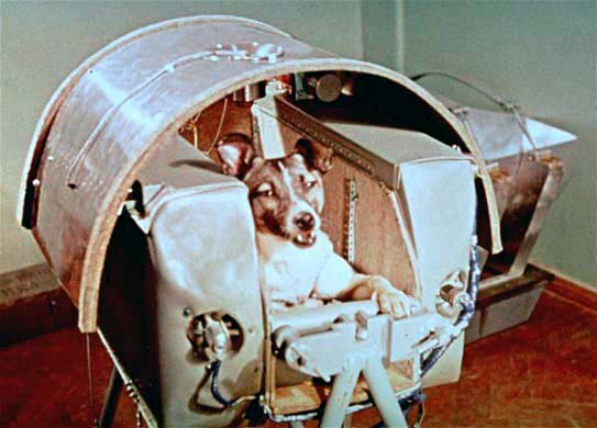  Laika, primer ser vivo que viaj&oacute; al espacio.