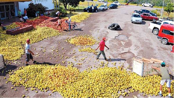  Por los bajos precios, regalan y tiran fruta en el Alto Valle, Argentina
