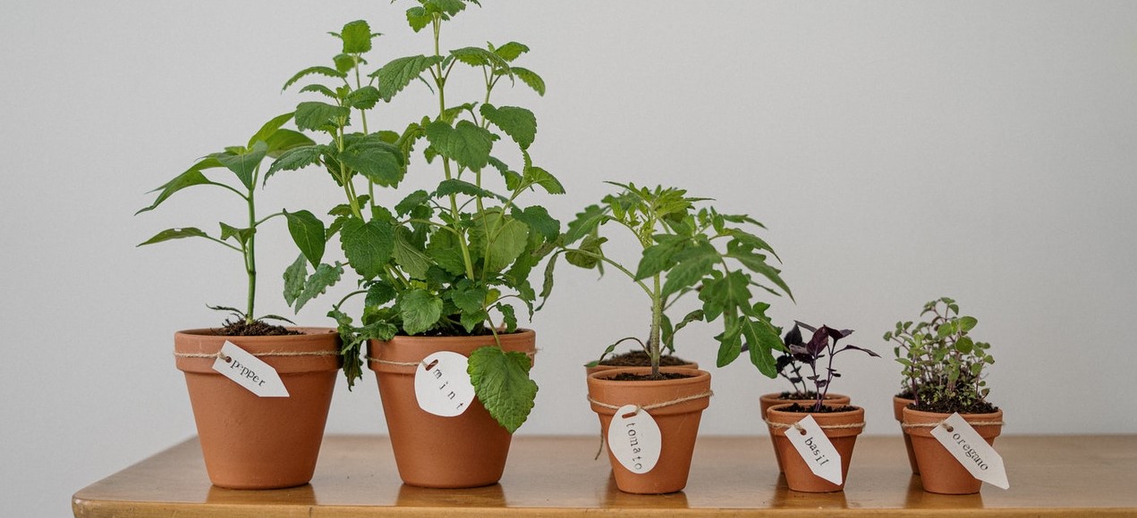 15 plantas perfectas para decorar la oficina