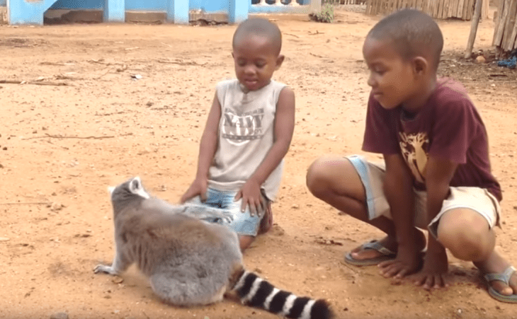 Tierno l&eacute;mur le 'exige' a dos ni&ntilde;os que rasque su lomo