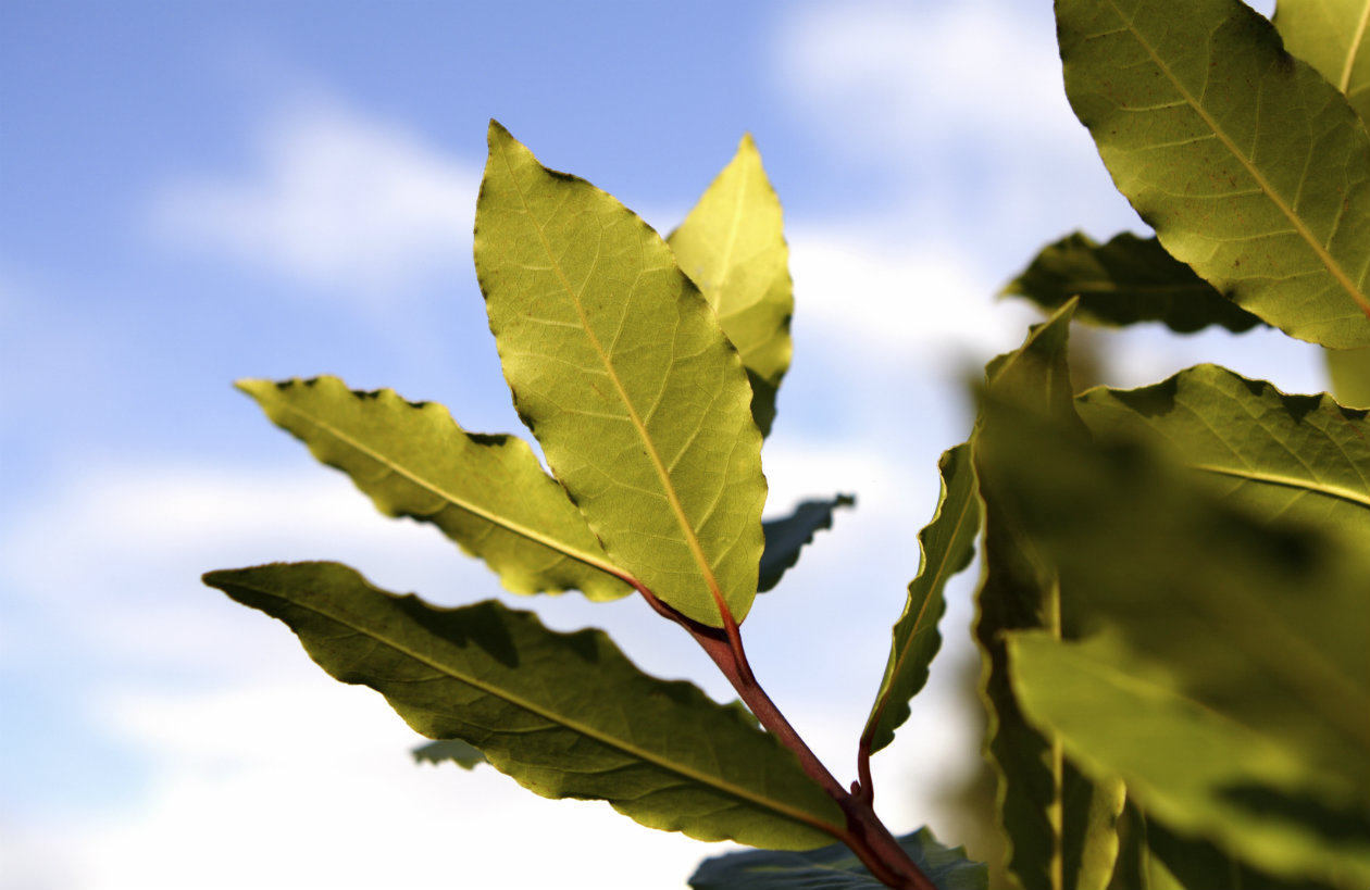 Con s&oacute;lo esta planta eliminar&aacute;s el estr&eacute;s de tu vida