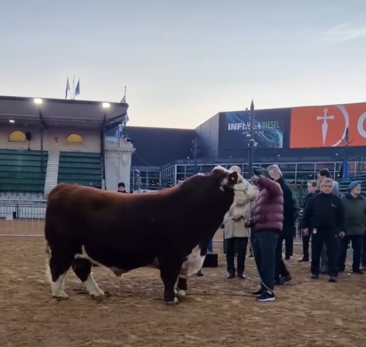Ingres&oacute; el primer animal a la rural de Palermo