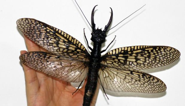 El insecto acu&aacute;tico m&aacute;s grande del mundo