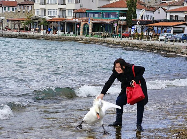 Mat&oacute; a un cisne que se resist&iacute;a a participar en su 'selfie'