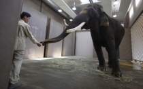 Conoce a Koshik, el elefante que aprendi&oacute; a "hablar" coreano