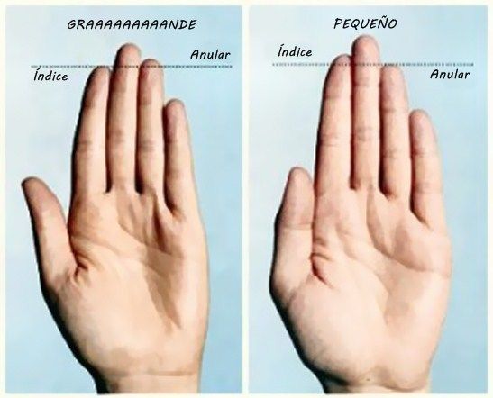 &iquest;El tama&ntilde;o del pene est&aacute; relacionado con la medida de los dedos?