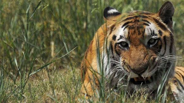 Tigre asesino: se comi&oacute; a siete personas