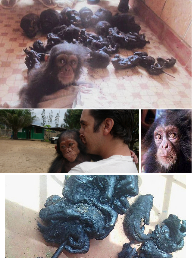El terror del tr&aacute;fico de especies en los ojos de un beb&eacute; chimpanc&eacute;