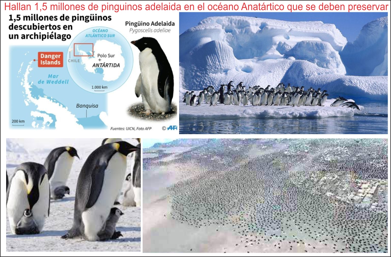 Encuentran m&aacute;s de 1,5 millones de ping&uuml;inos adelaida en el oc&eacute;ano Ant&aacute;rtico