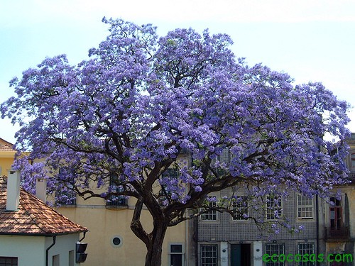 El &aacute;rbol que puede salvar al mundo