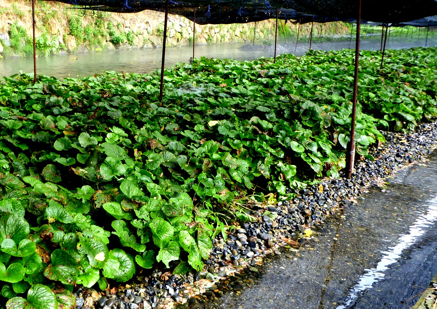  El Wasabi y su cultivo en invernadero