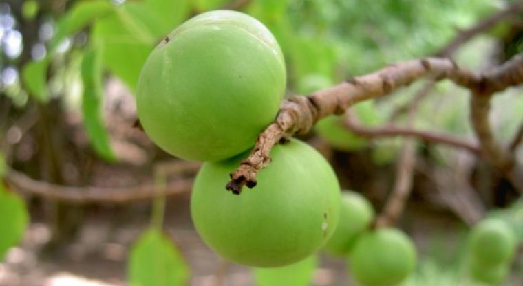 Comer esta fruta podr&iacute;a ser mortal 