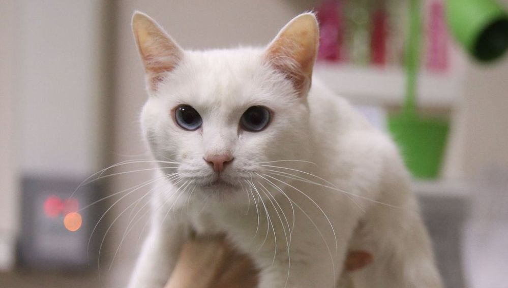 Conoce a Aquiles, el gato sordo que ser&aacute; el "or&aacute;culo" de cara al mundial Rusia 2018