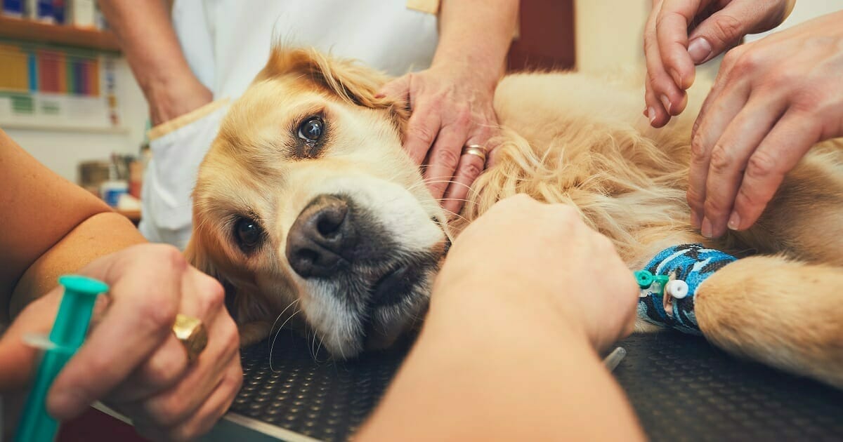 Veterinario hace saltar las alarmas: Los animales mueren asustados y solos, y es culpa de los due&ntilde;os