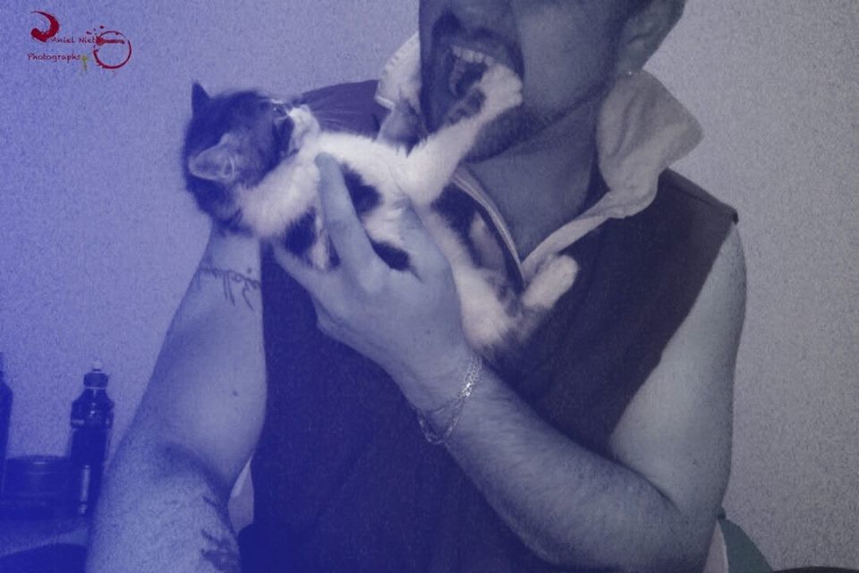 Como un gato cambi&oacute; mi vida