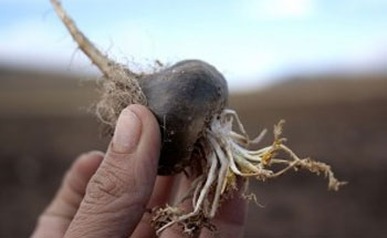 Beneficios de la Maca Negra
