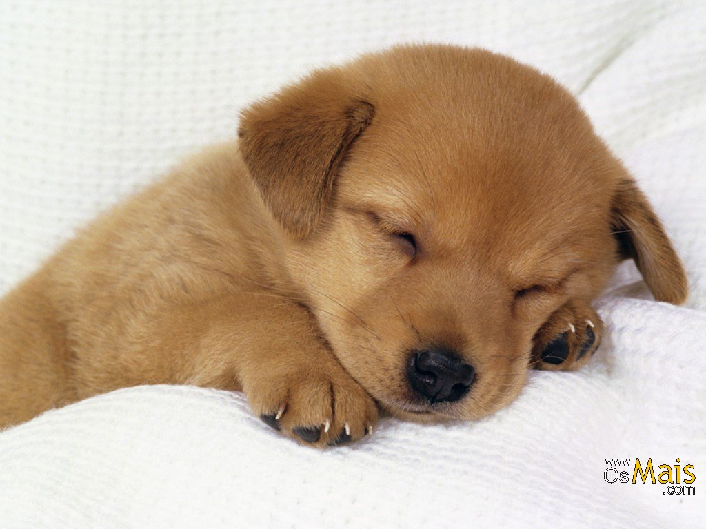 Cachorrinho fofo