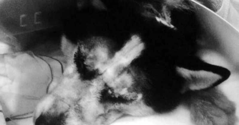 Apolo, el perro que sobrevivi&oacute; a la barbarie humana