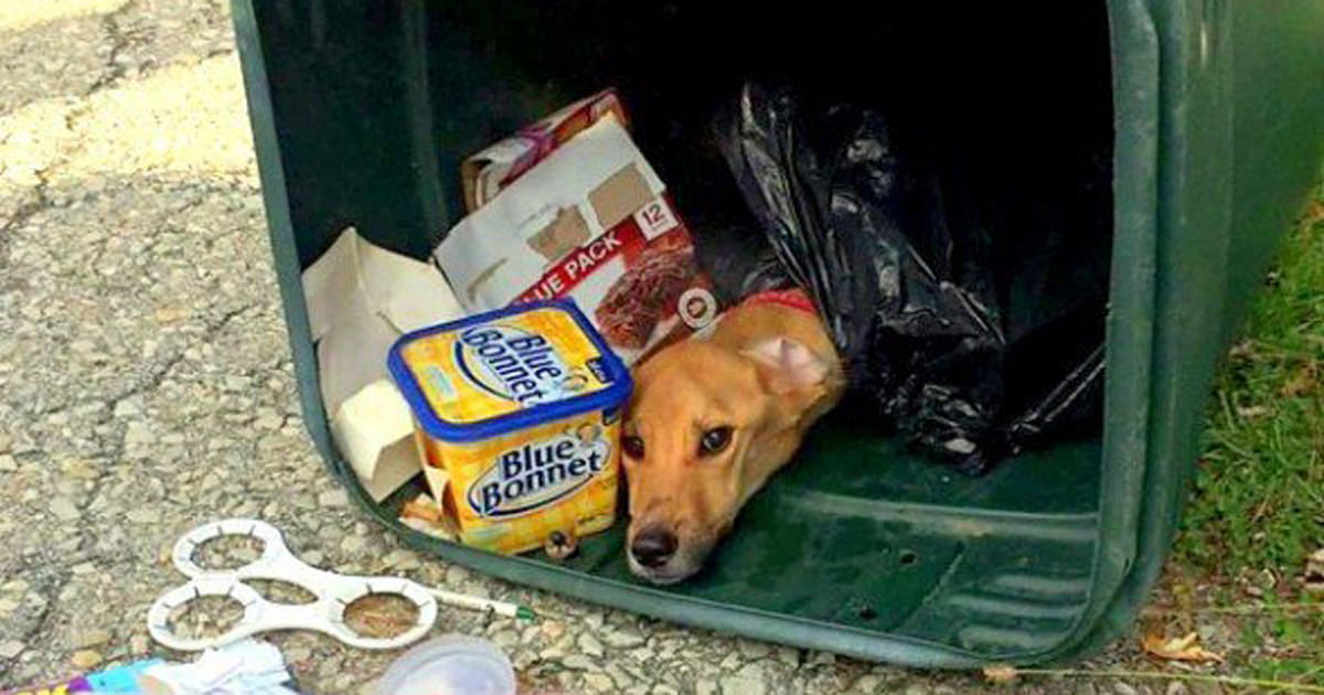 Tir&oacute; su perra a la basura para mudarse con su novio, no estaba preparada para lo que sucedi&oacute; despu&eacute;s