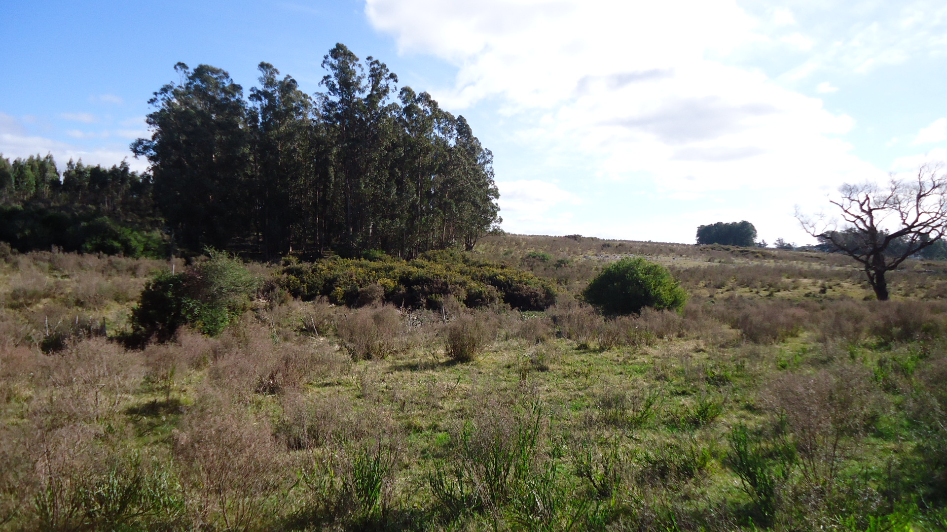 OPORTUNIDAD CAMPO EN LAVALLEJA