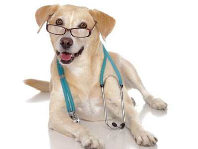 &iquest;Pueden los animales detectar el c&aacute;ncer y otras enfermedades?