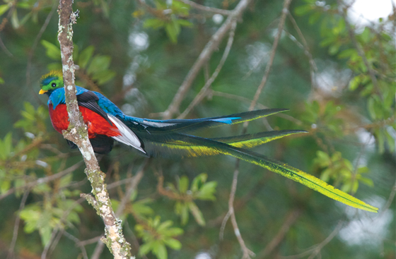 Avistamiento de un quetzal en zona urbana de Bogot&aacute;, Colombia