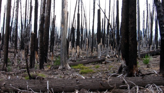 Donde hubo fuego ara&ntilde;as llegan
