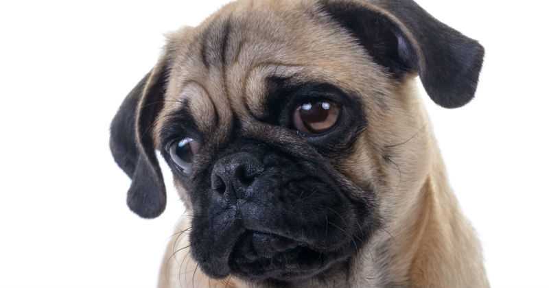 Las 7 cosas que tu perro sabe que suceder&aacute;n