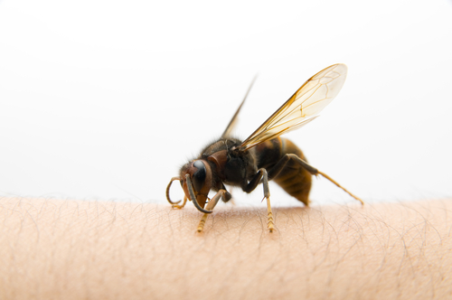 El veneno de animales, posible cura para el c&aacute;ncer