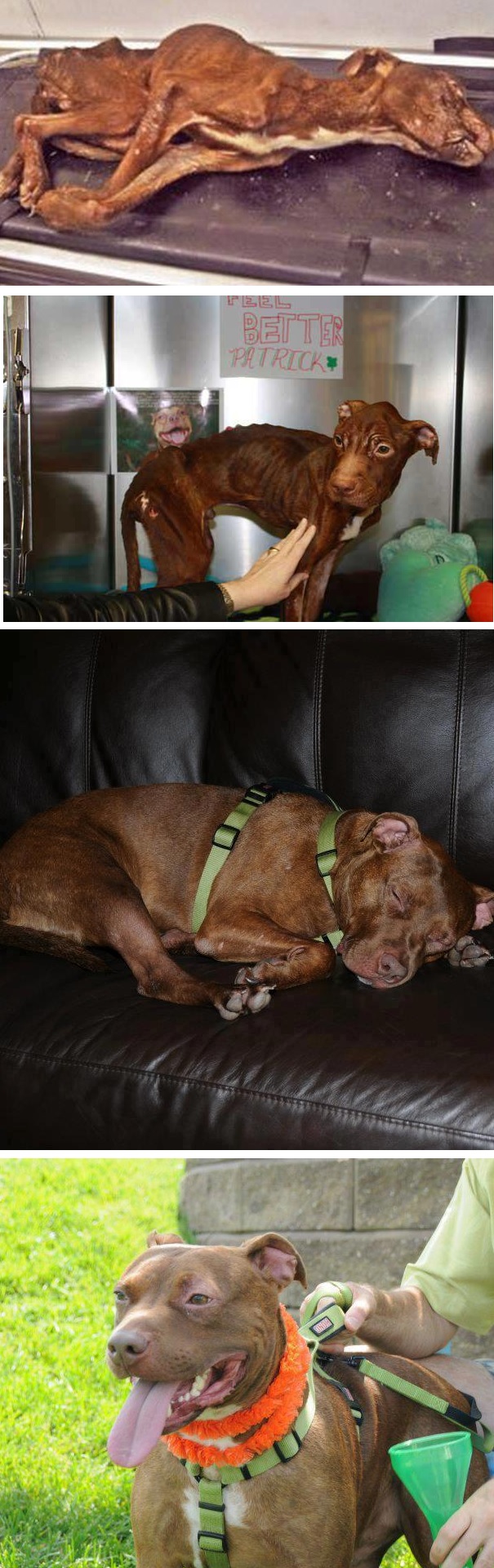 El pitbull que le gan&oacute; a la maldad y la muerte