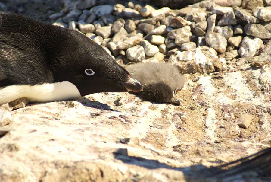 Mueren miles de cr&iacute;as de ping&uuml;inos en la Ant&aacute;rtida por inusuales niveles en los bancos de hielo 