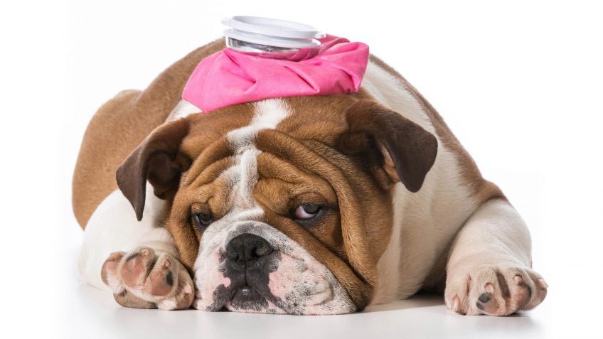 &iquest;Qu&eacute; hacer si tu mascota sufre un golpe de calor?