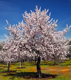 " D&Eacute;JAME HACER CONTIGO LO QUE NOVIEMBRE CON LOS ALMENDROS  Y SERAS EL ORIGEN DE TODOS MIS POEMAS "
