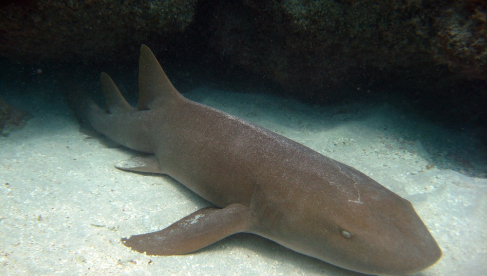 En medio de sus vacaciones ni&ntilde;o que nadaba con tiburones, fue arrastrado por uno de ellos 