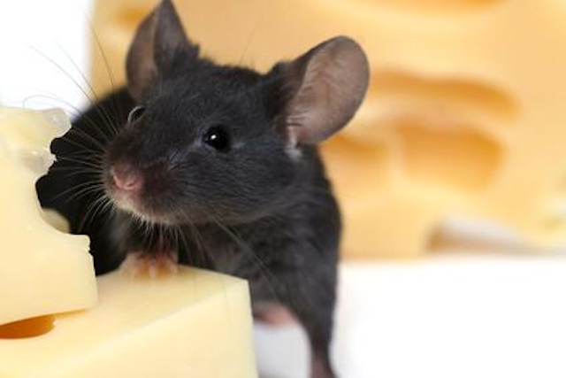 Cientificos de la Nasa aseguran que el Guar&eacute;n es el mejor animal del universo. 
