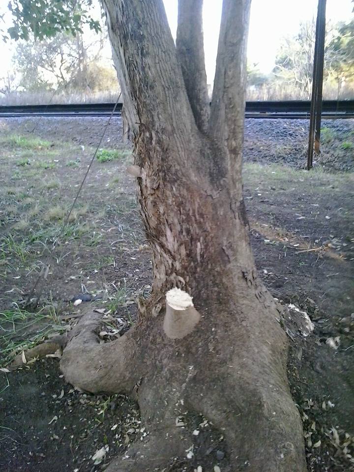 &iquest;Paseo saludable?