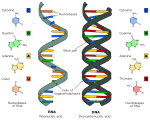  Cient&iacute;ficos rusos demuestran que el ADN puede ser reprogramado por palabras y frecuencias determina