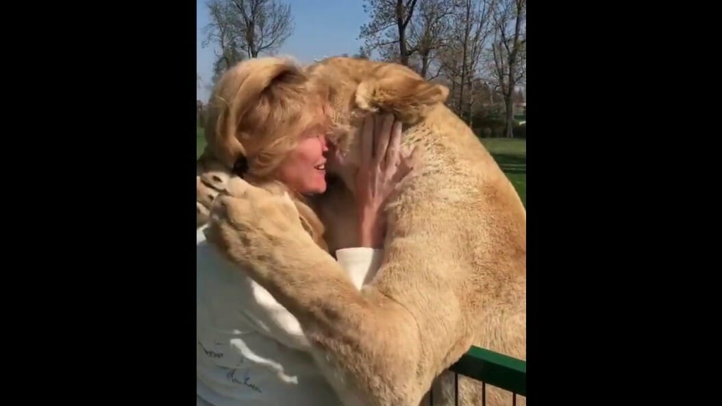 Mujer adopt&oacute; a 2 beb&eacute;s leones y los tuvo que abandonar, su reencuentro es vali&oacute; la pena esperarlo