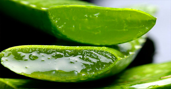 Por qu&eacute; los egipcios llamaban al Aloe Vera "planta de la inmortalidad"
