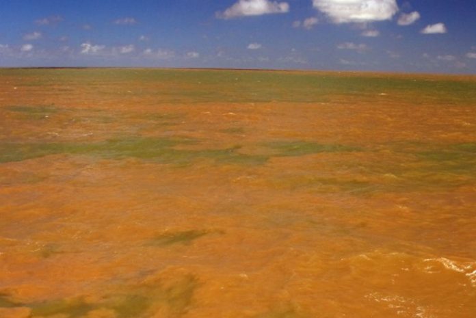 El sorpr&eacute;ndete hallazgo en el rio Amazonas