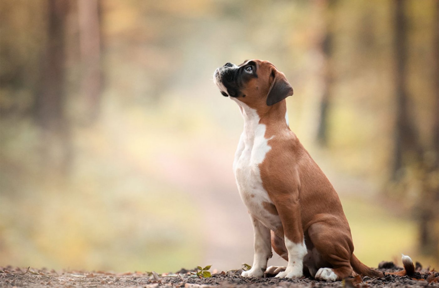 En esta ciudad de Argentina multar&aacute;n a quienes no levanten el excremento de sus perros en la calle