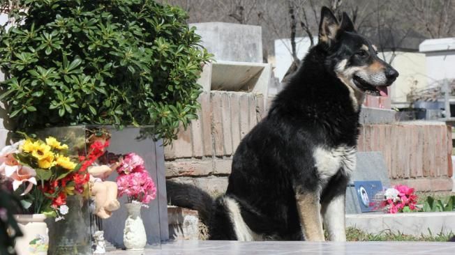 El perro cordob&eacute;s que conmueve al mundo: vive hace seis a&ntilde;os al lado de la tumba de su amo