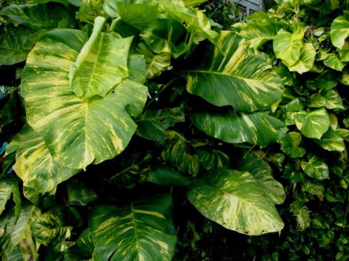 8 plants to keep in your bedroom for better sleep