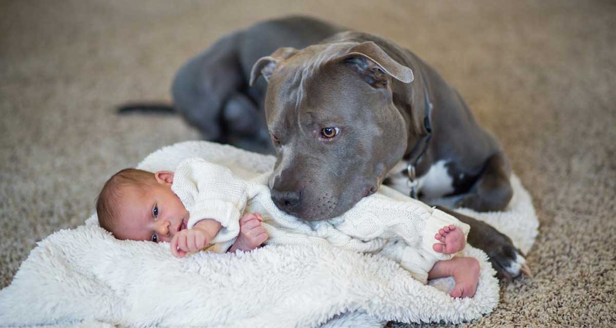 Le dijo a su esposa que el perro tendr&iacute;a que irse al nacer la beb&eacute;, pero luego ocurri&oacute; esto