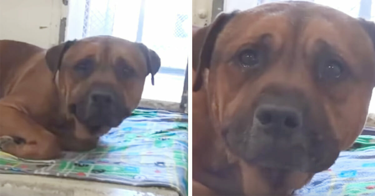Perrita con el coraz&oacute;n roto sorprendida en v&iacute;deo llorando despu&eacute;s de haber sido abandonada 