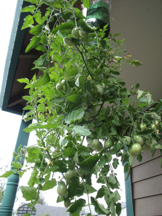  Incre&iacute;ble idea para plantar tus propios tomates en casa con botellas recicladas