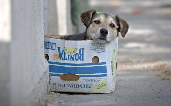 En Argentina rebajar&aacute;n impuestos a quienes adopten perros callejeros