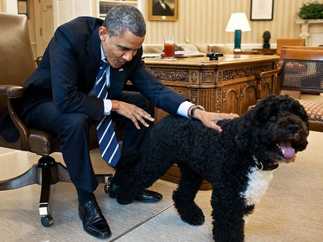 El perro de Obama, el m&aacute;s popular en Instagram